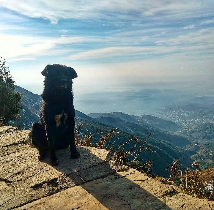 Black dog
