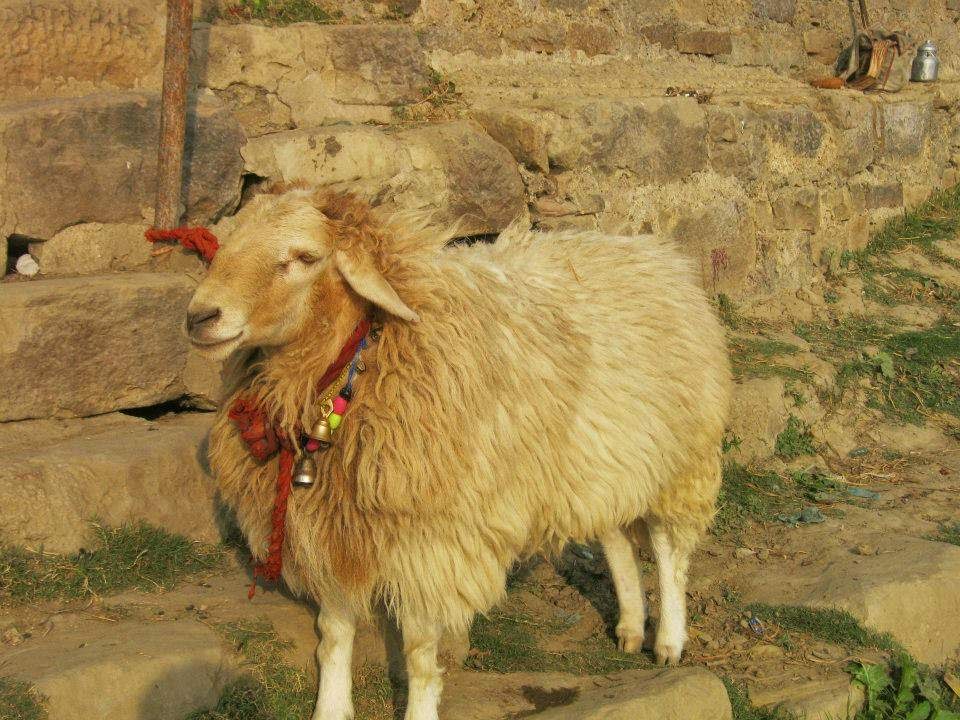 Chill pill goat