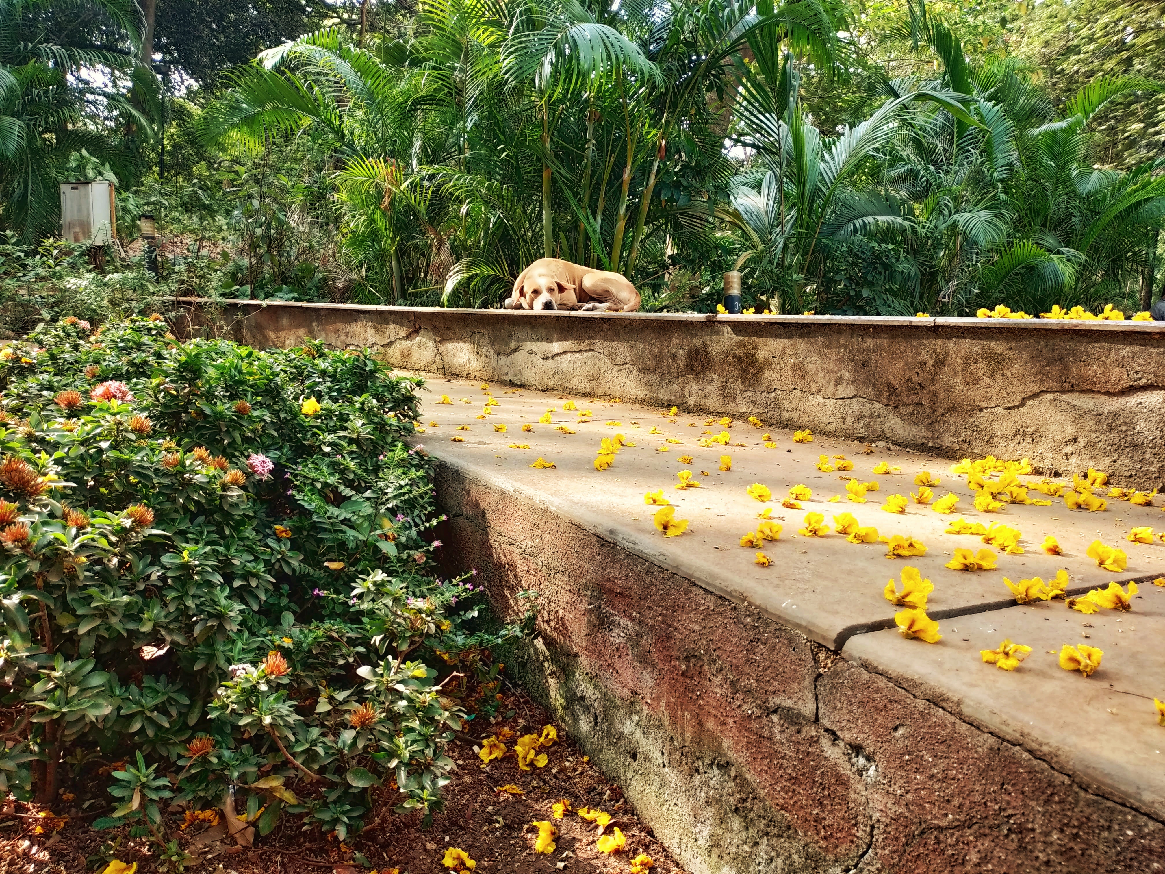 Laidback dog